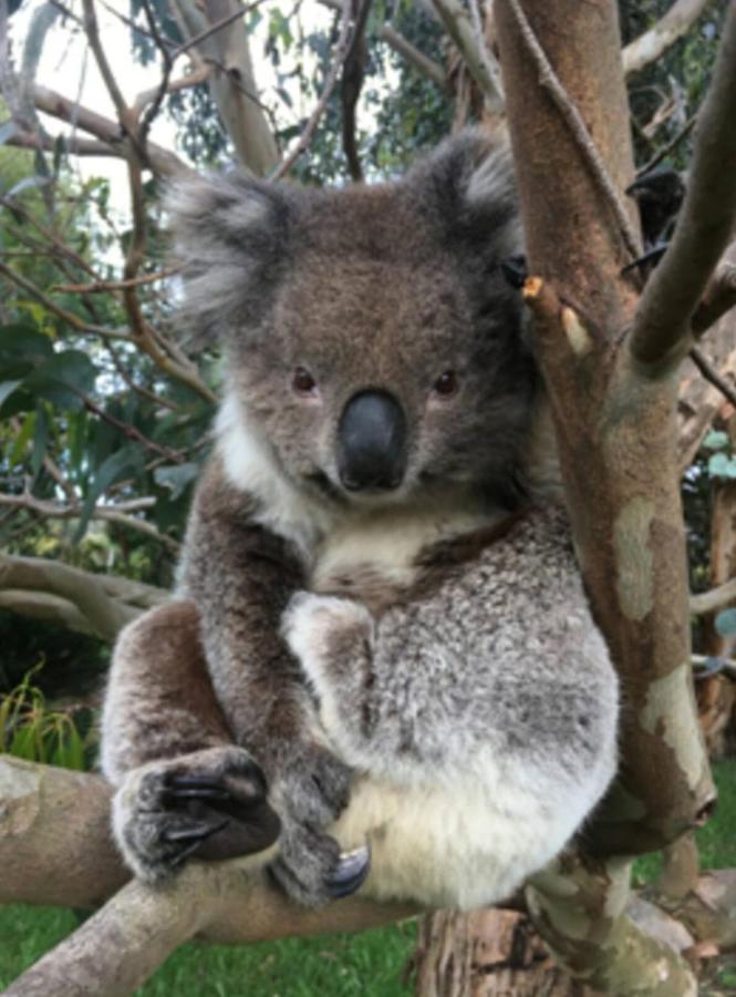 Great Ocean Road Wellness And Nature Stay خليج أبولو المظهر الخارجي الصورة