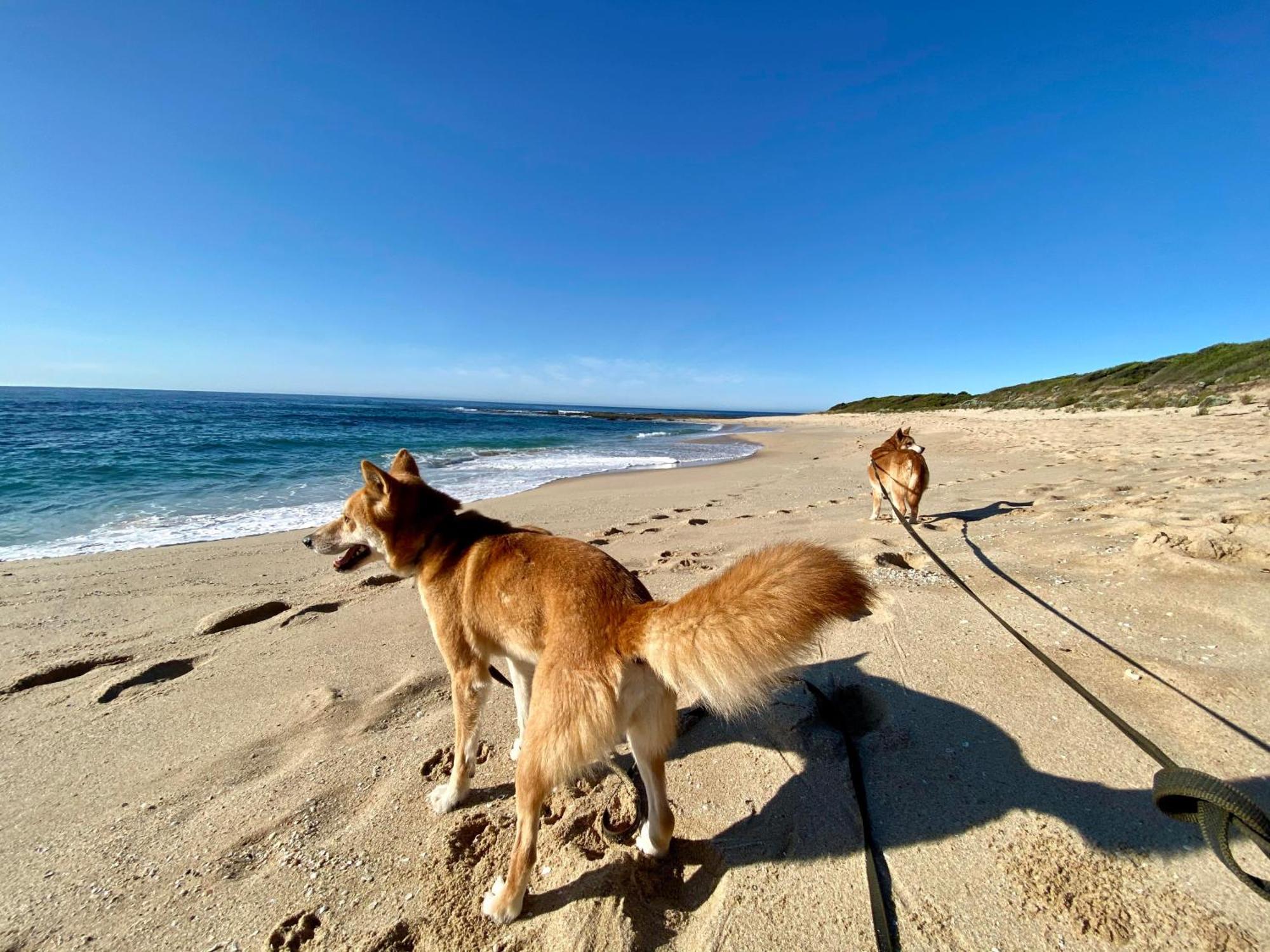 Great Ocean Road Wellness And Nature Stay خليج أبولو المظهر الخارجي الصورة
