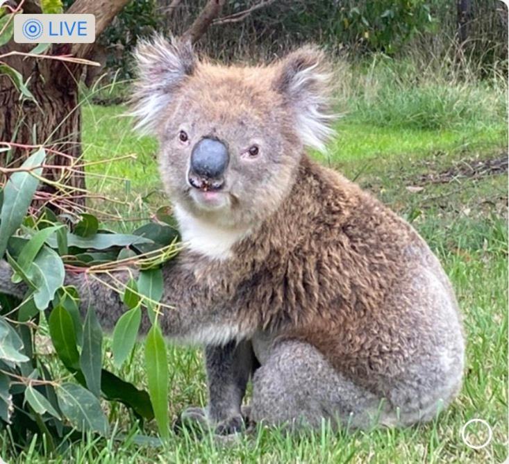 Great Ocean Road Wellness And Nature Stay خليج أبولو المظهر الخارجي الصورة