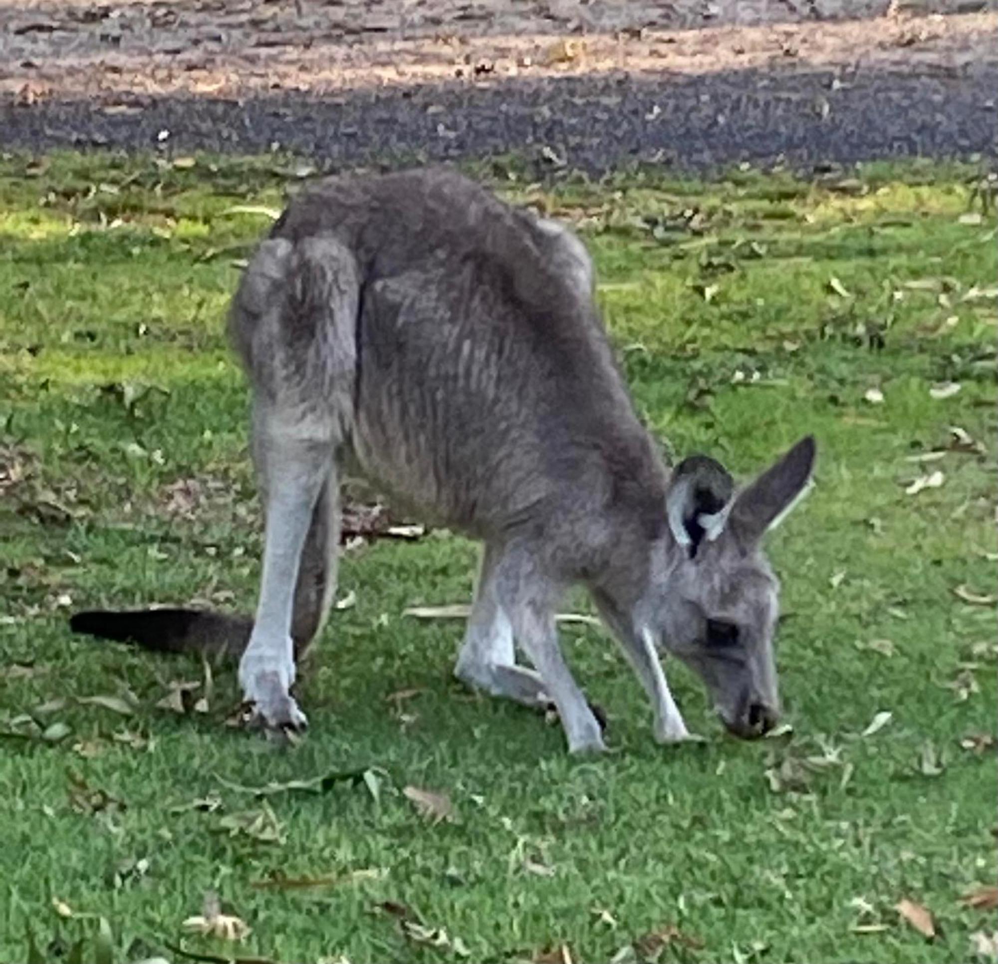 Great Ocean Road Wellness And Nature Stay خليج أبولو المظهر الخارجي الصورة